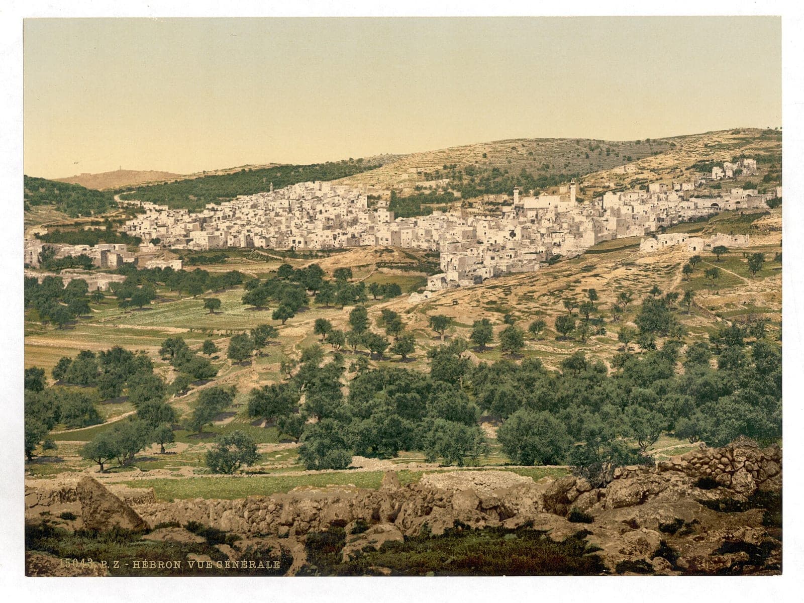 An old color photograph of Hebron on a hillside above olive groves.